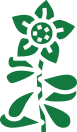 Brahmi